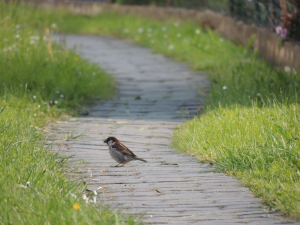 path bird grass 