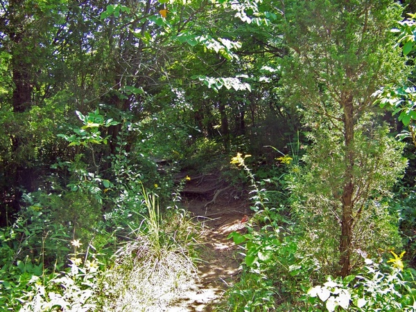 path in woods