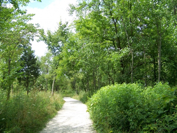 path through the trees 