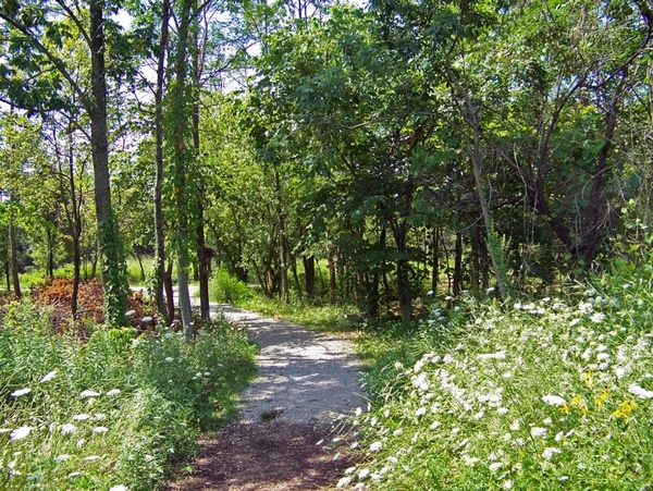 path through trees