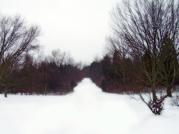path through woods in snow