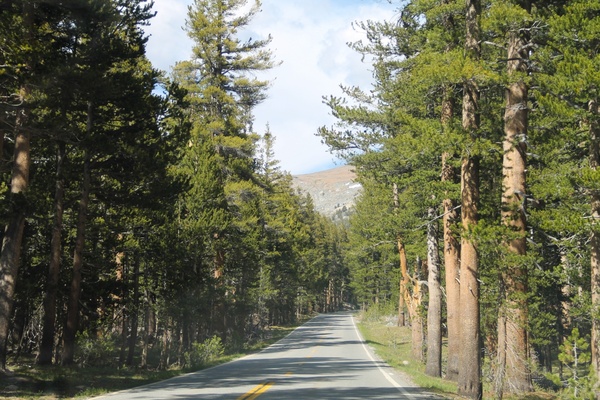 paved road through trees in sunshine