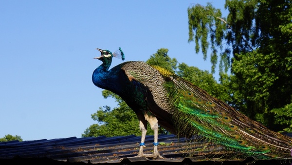 pavo cristatus peacock male