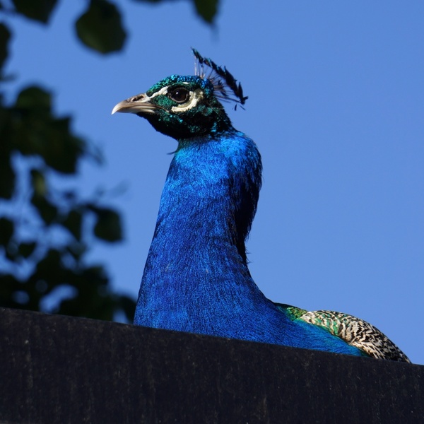 pavo cristatus peacock male blue