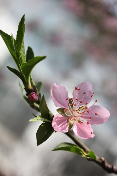 peach blossom cherry blossom spring