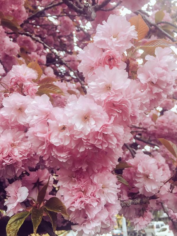 peach blossom scenery picture elegant closeup blooming flowers 