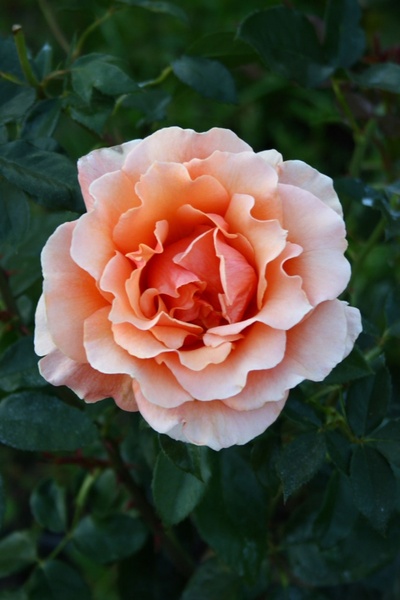 peach colored rose