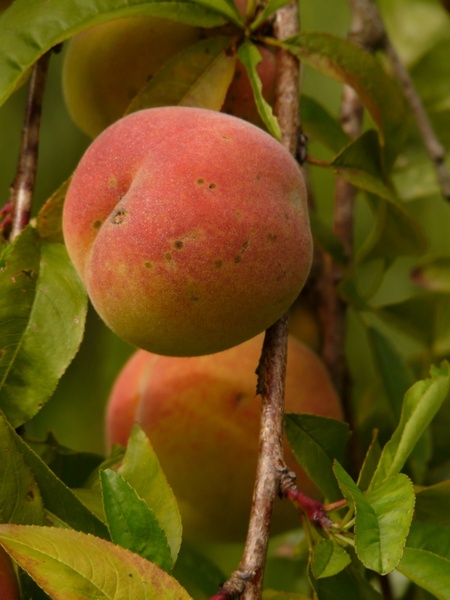 peach peach tree malum persicum