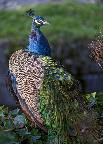 Peacock image photos free download 130 .jpg files
