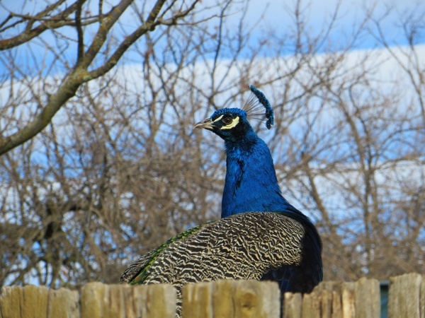 peacock 519