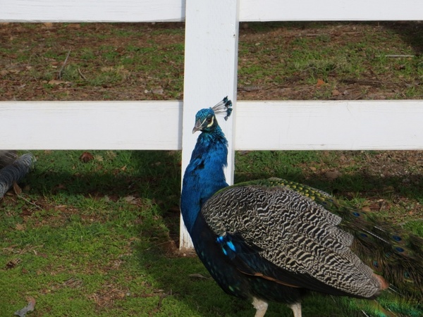 peacock 524