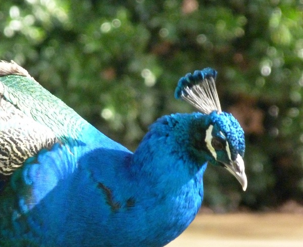 peacock a