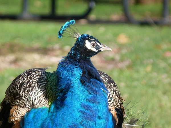 peacock b
