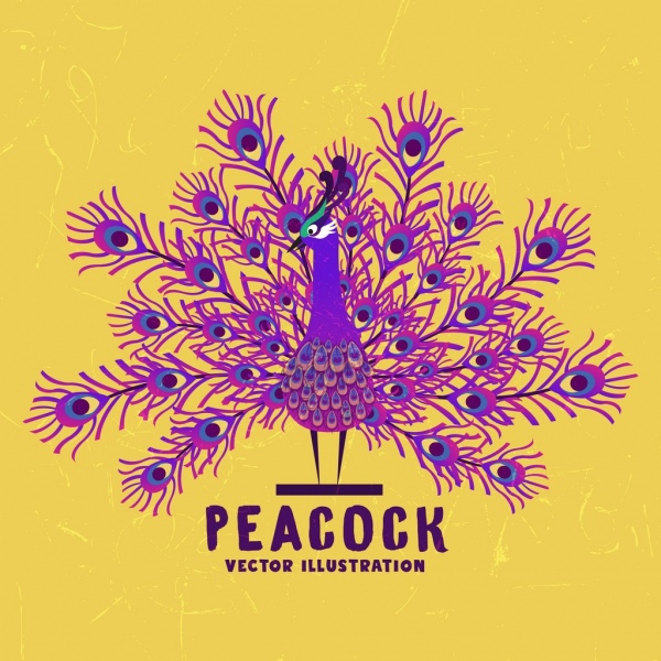 peacock background violet feather decoration