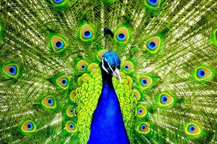 peacock closeup picture