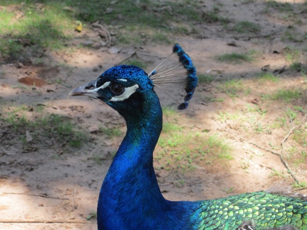 peacock in profile