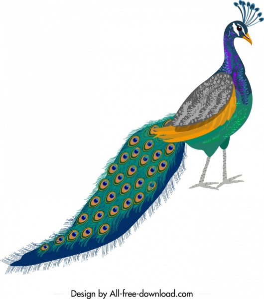 peacock painting sketch colorful elegant decor