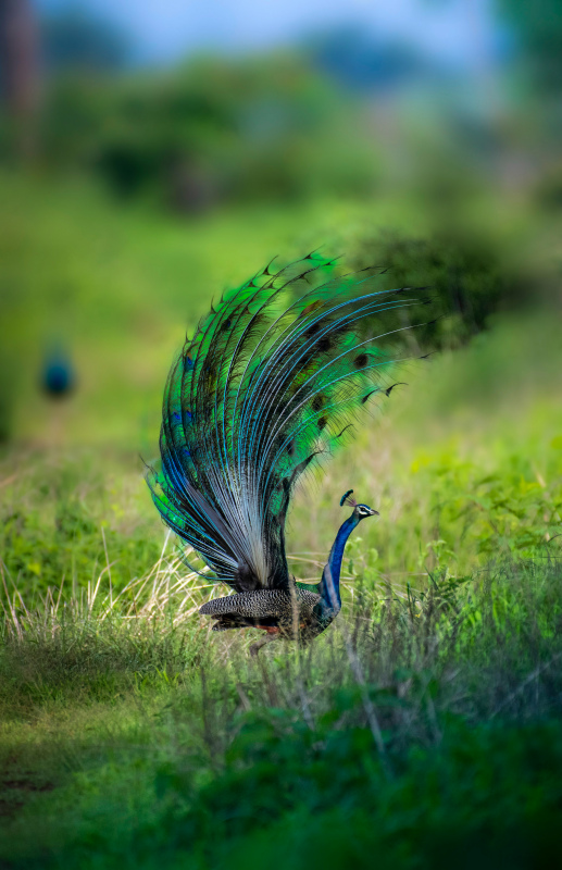 peacock picture dynamic contrast blurred realistic 