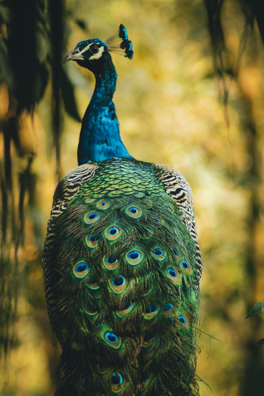 peacock picture elegant contrast blurred 