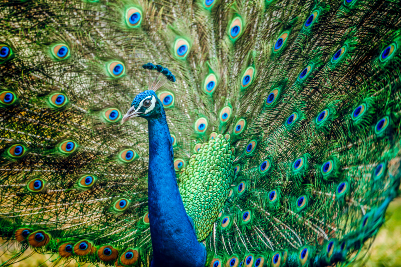 peacock picture elegant gorgeous tail  