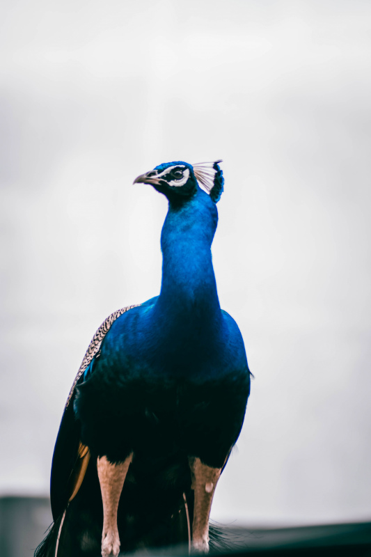 peacock picture elegant realistic 