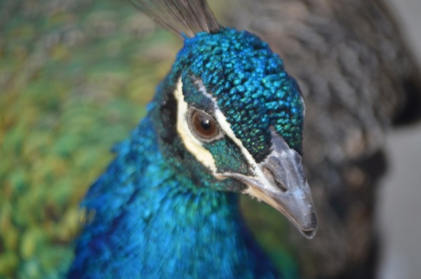 peacock stare