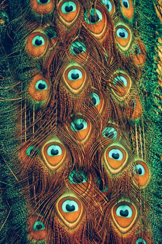 peacock tail picture elegant closeup 