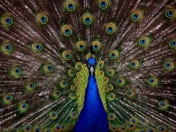 peacock zoo nature