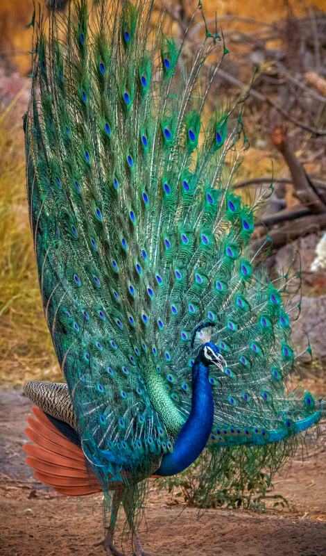 peafowl picture beautiful tail feathers