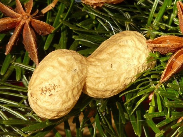 peanut nut decoration