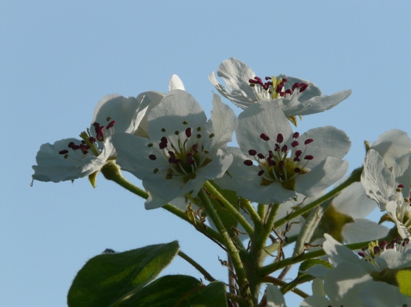 pear blossom pear flower