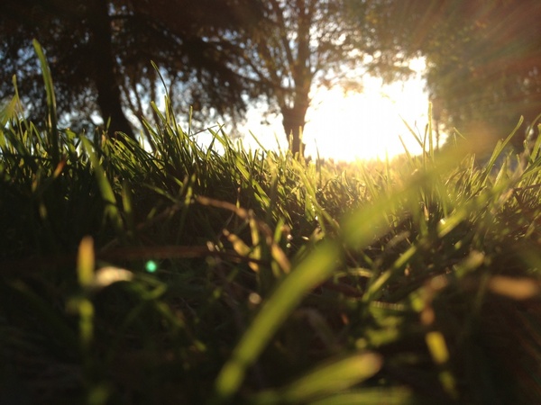 peering through grass at ground level at sun shining through trees
