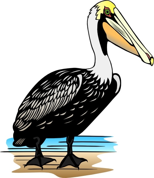 Pelican clip art