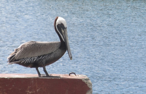 pelican closeup