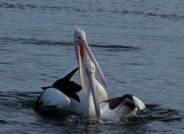 pelican couple happy