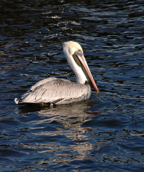 pelican floating on water