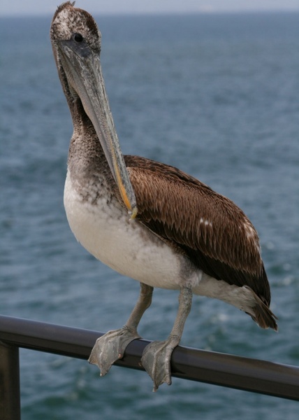 pelican perched on a pier railing