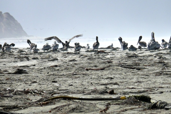 pelican water bird birds
