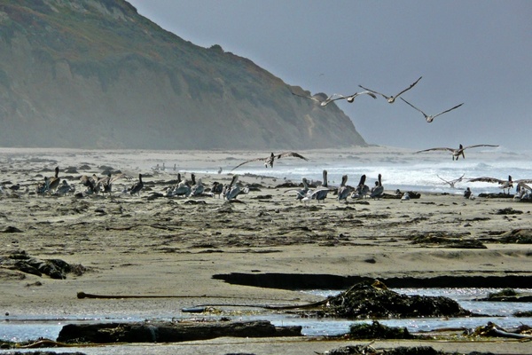 pelicans beach shoreline