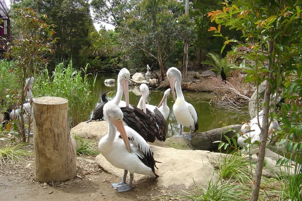 pelicans bird nature