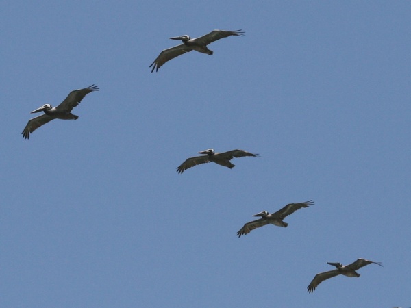 pelicans flying overhead