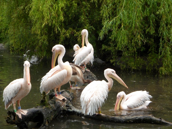pelicans waterfowl birds