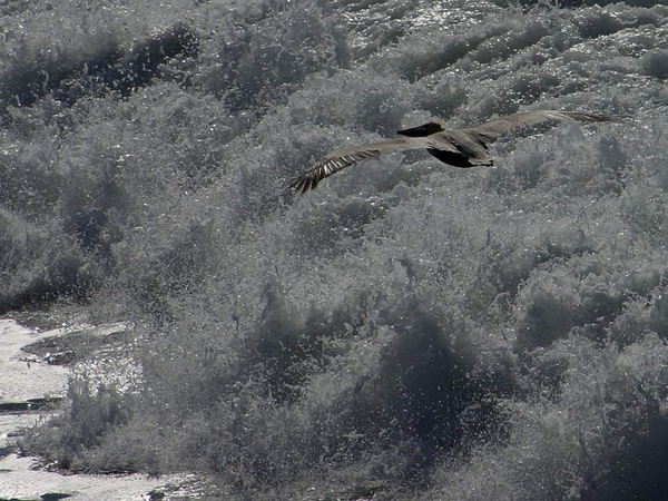 pelikan wave glide