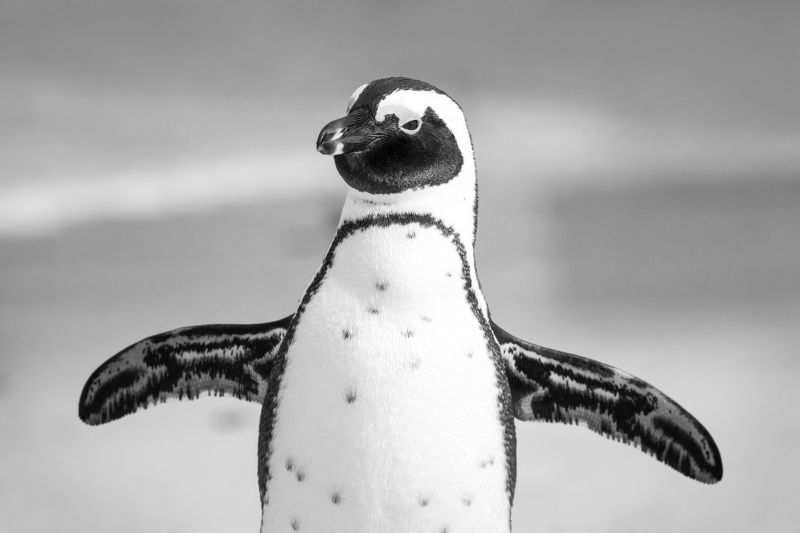 penguin picture cute black white closeup