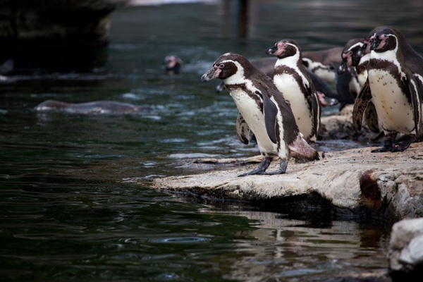 penguins in zoo
