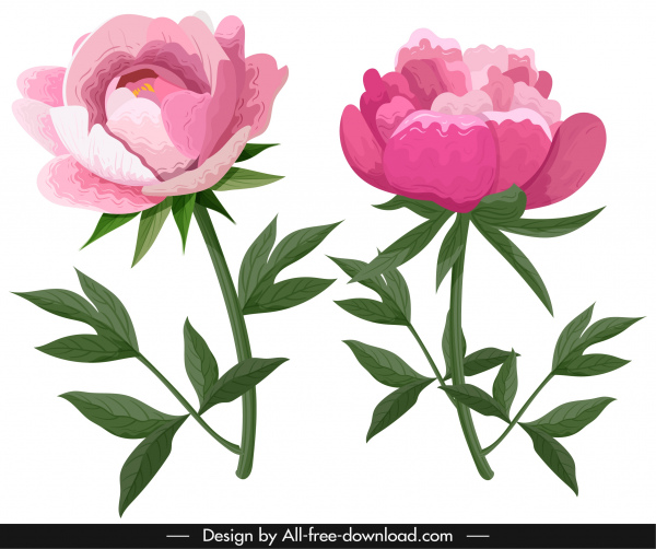 peony icons pink green classical handdrawn sketch