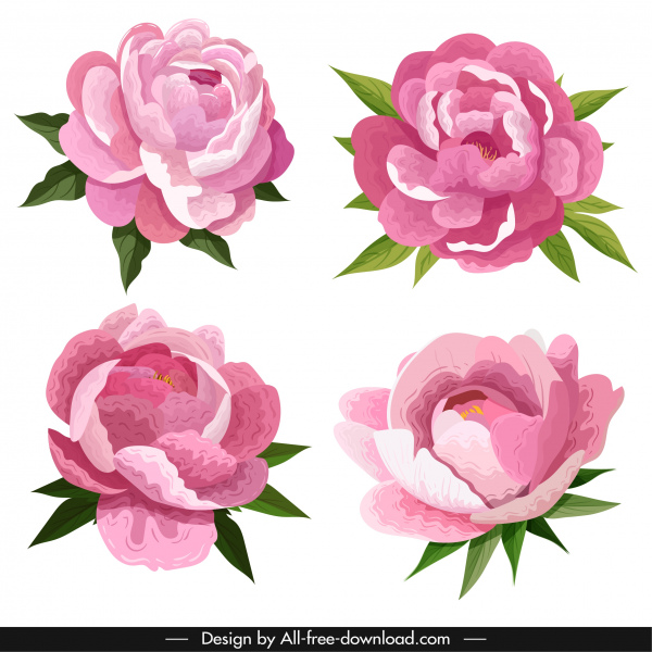 peony petals icons colored classical sketch