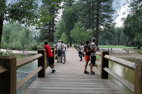 people standing on wooden bridge in forest