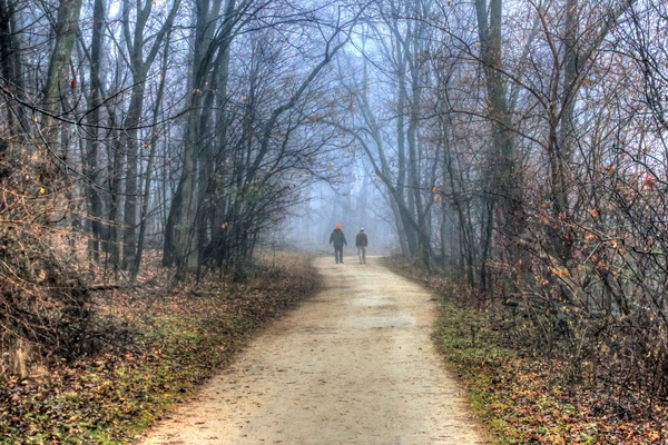 people walking into misty forest in madison wisconsin