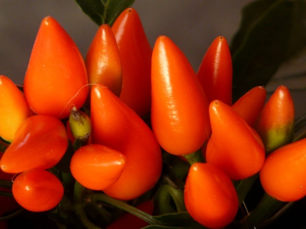 peppers pods orange
